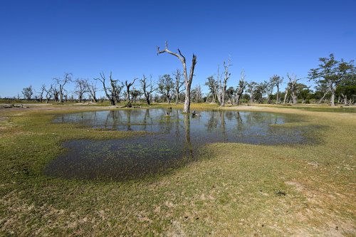 Moremi Game Reserve (Botswana) -  Arbres morts près de Paradise Pool(VO-25-0862 E.jpg)